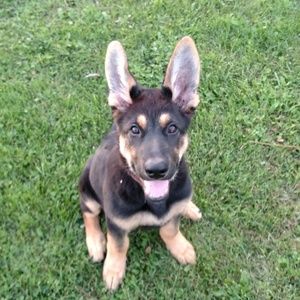 Meet your Posher, Samantha